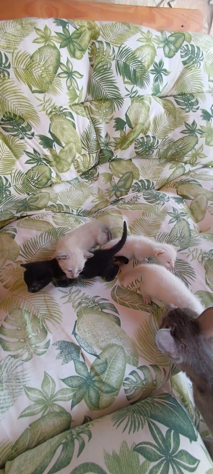 Gatinhos Para doar