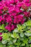 Rozchodnik 'Deep Rose' Sedum C1.5