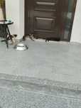 Gatinhos para doar