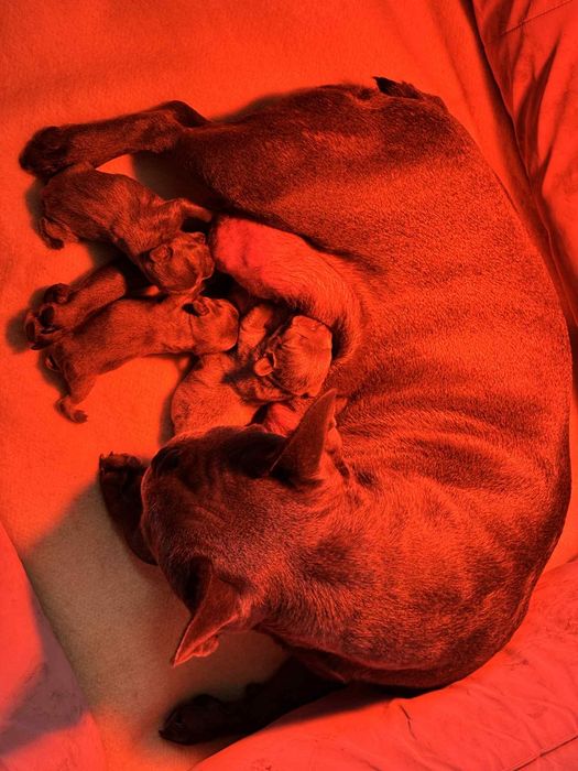 Bulldog francês azul