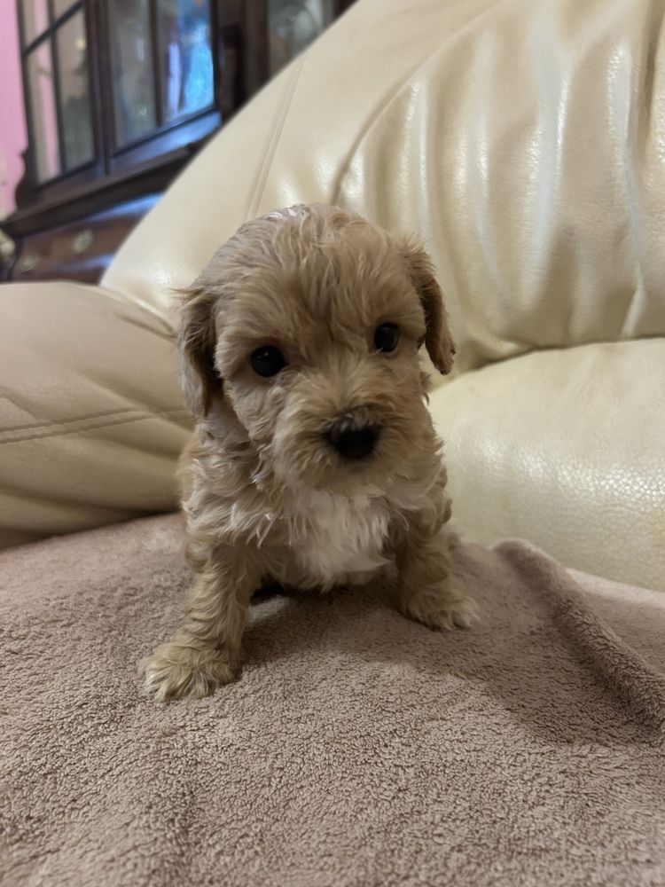 Piesek maltipoo F1