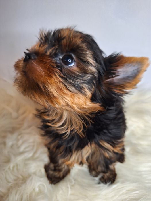 York śliczna mała sunia