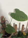 Philodendron fuzzy petiole Filodendron