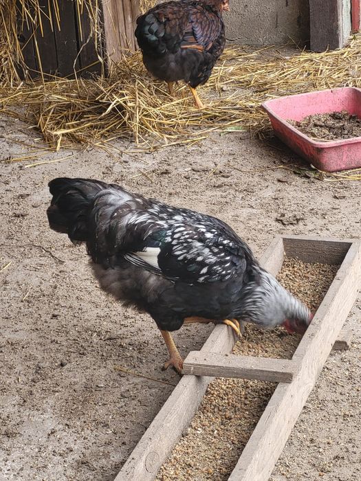 Wyandotte - sprzedam koguty