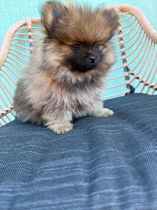 Śliczna suczka szpic miniaturowy Pomeranian Sable BOO