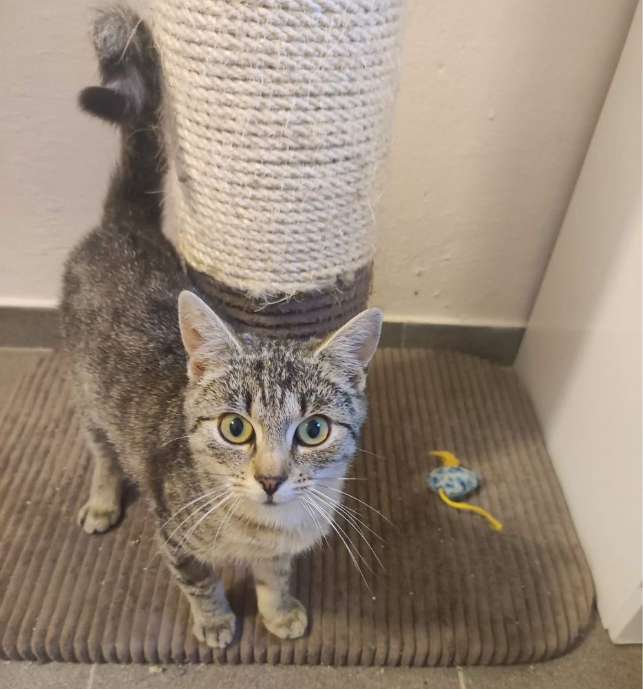 Klementynka kotka do adopcji