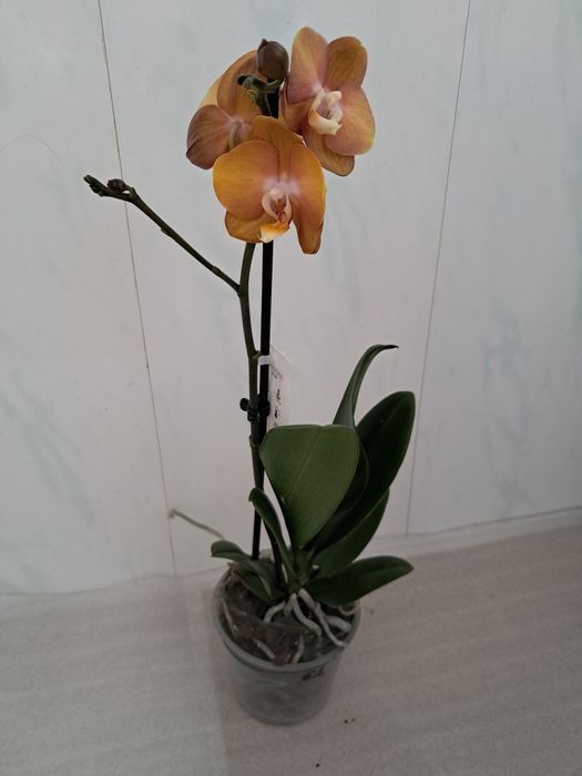 Продам орхідеї квітучі