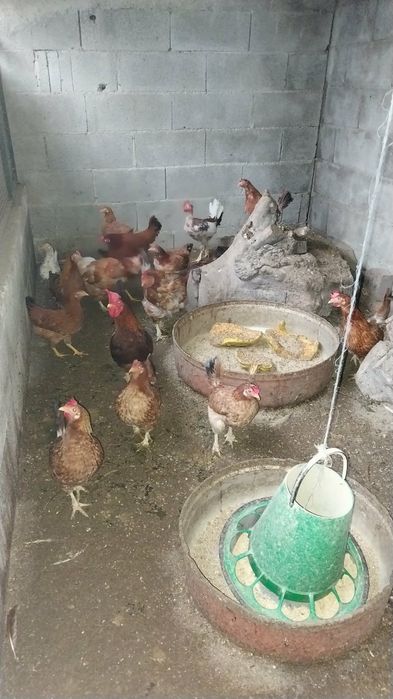 Vendo galinhas na maioria todas novas