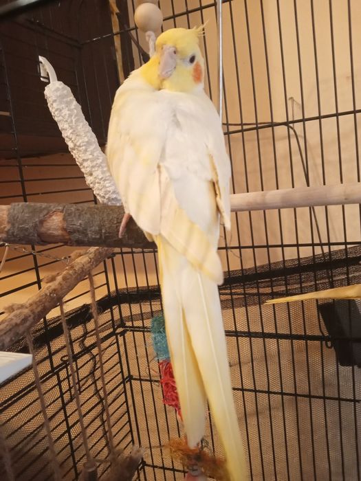 Spszedam papugi nimfy z klatka