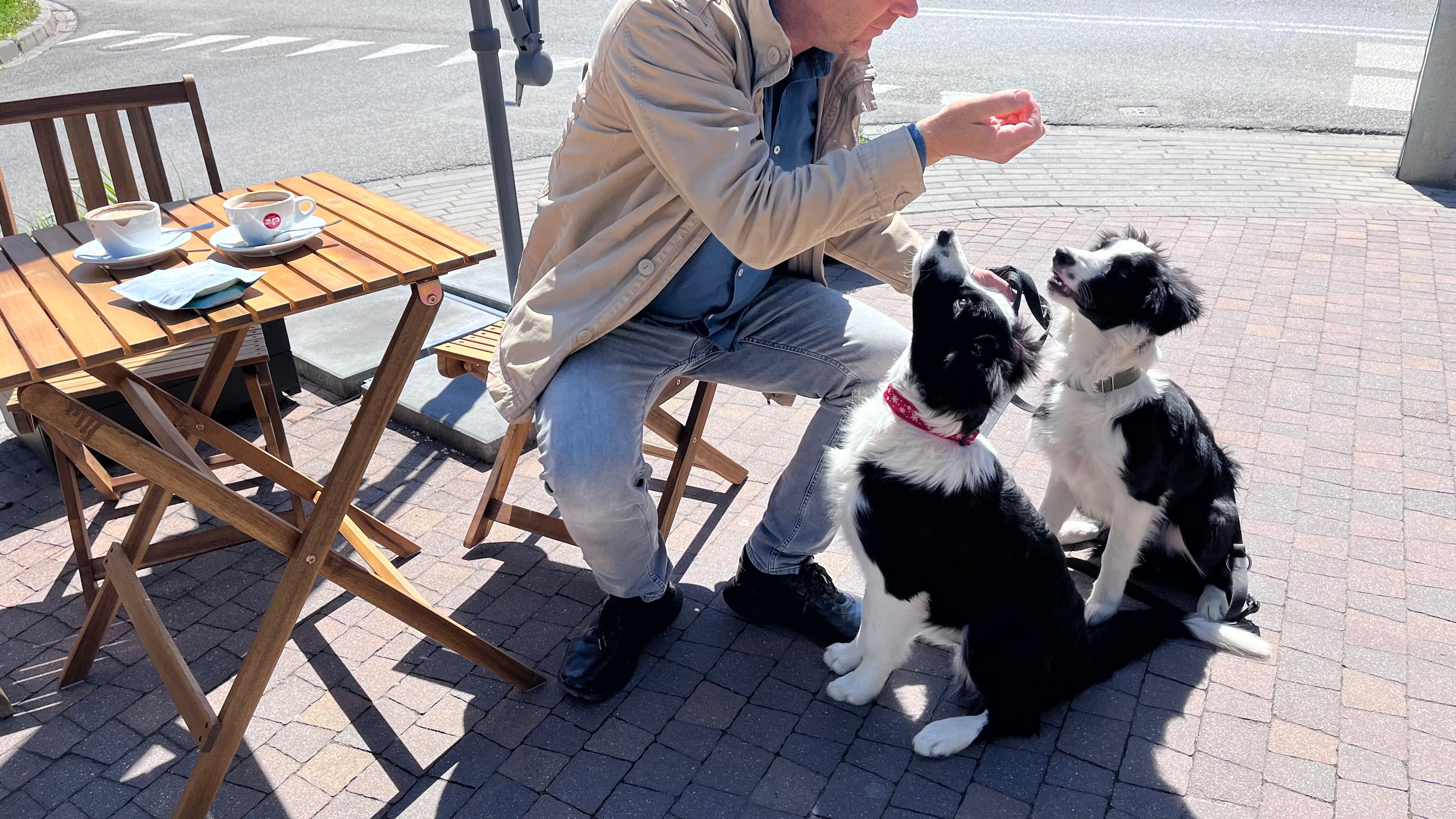 Szczeniak Border Collie ZKwP