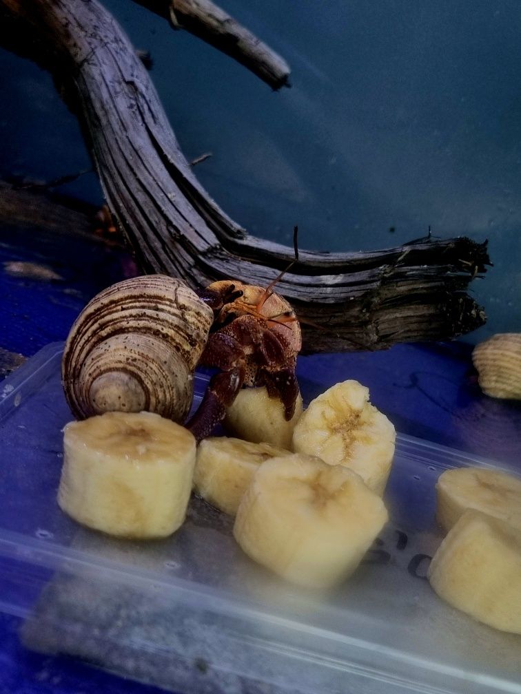 Kraby pustelnik fioletowy lądowy Coenobita brevimanus XXL DUŻE!!