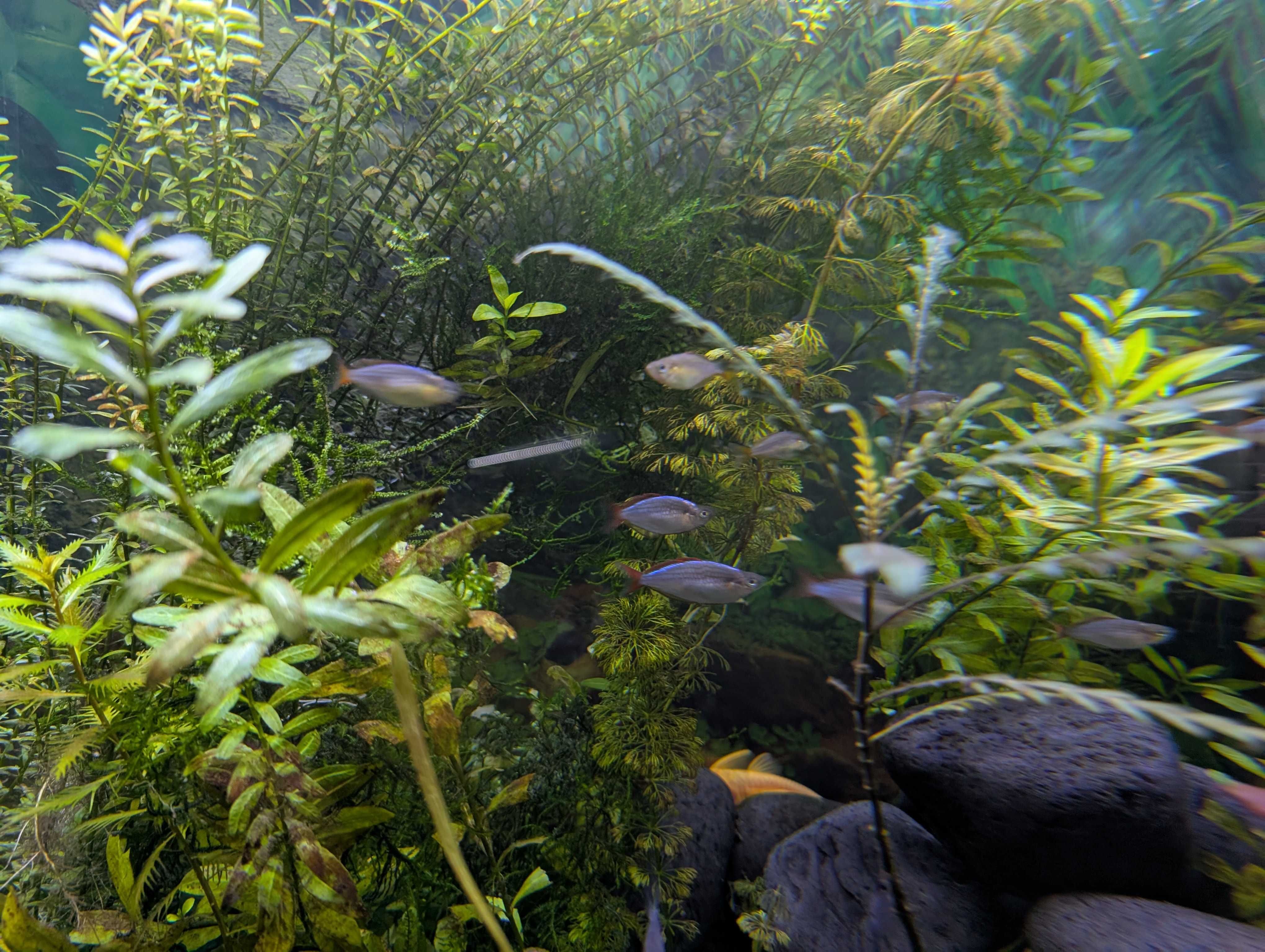 PEIXE ARCO-ÍRIS Néon > 2.5 cm