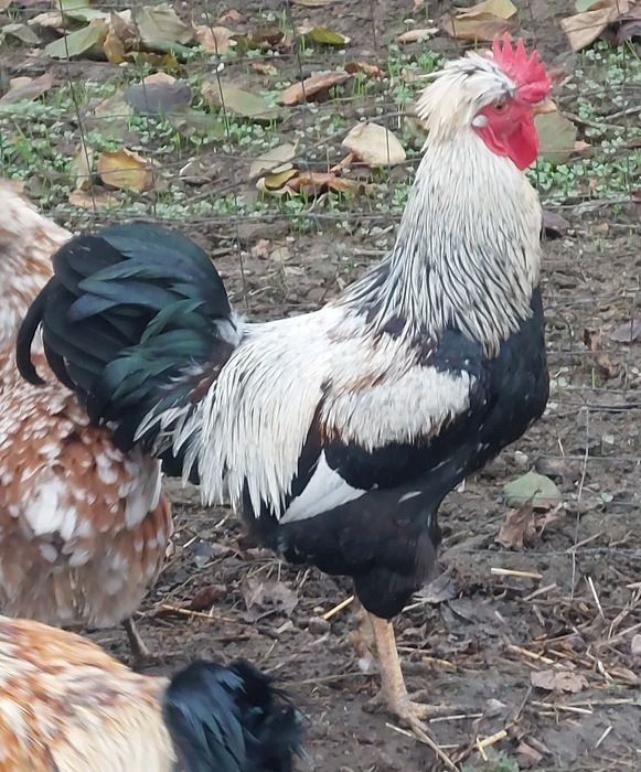 Czubatka staropolska,  jaja lęgowe