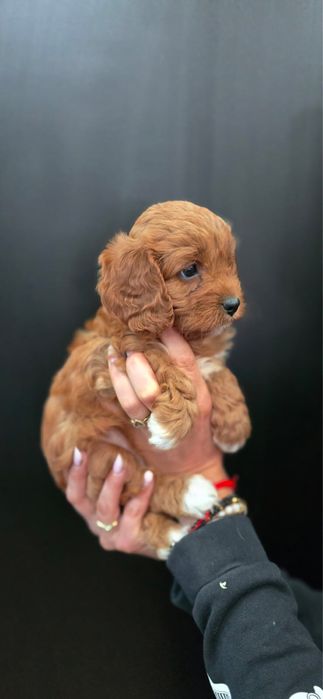 Cavapoo ciemny badania genetyczne test Campbella komplet szczepień