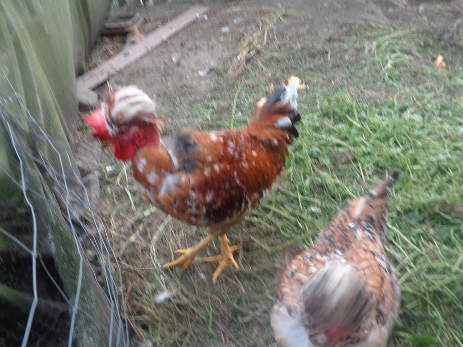 Gołoszyjki, mlode koguty. Drób ozdobny