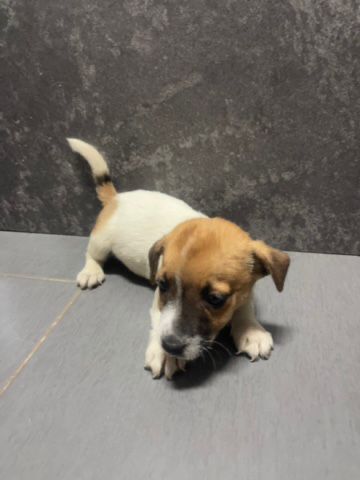 Jack Russel Terrier Macho