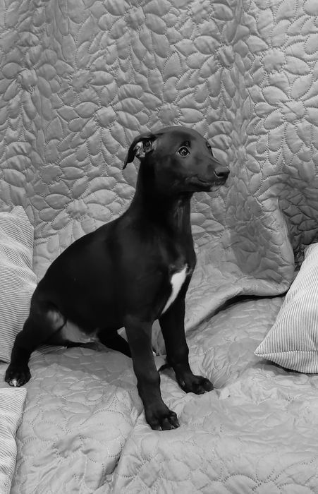 Chart angielski whippet Lulek