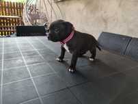 Nowość na rynku American Staffordshire Terrier