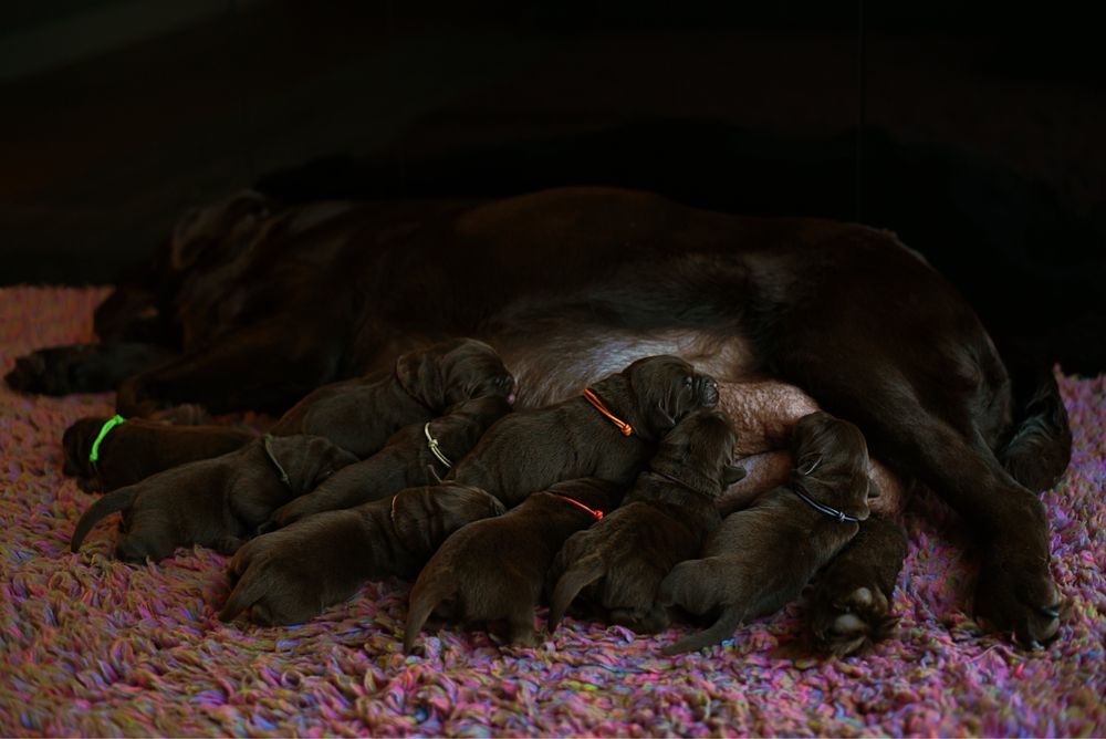Czekoladowy Labrador Retriever gotowy do odbioru 12 tygodni