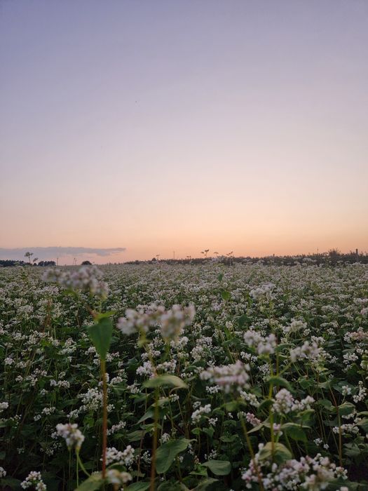 Kasza Gryczana Palona, Gospodarstwo z własnej gryki. Pestki dyni mąka