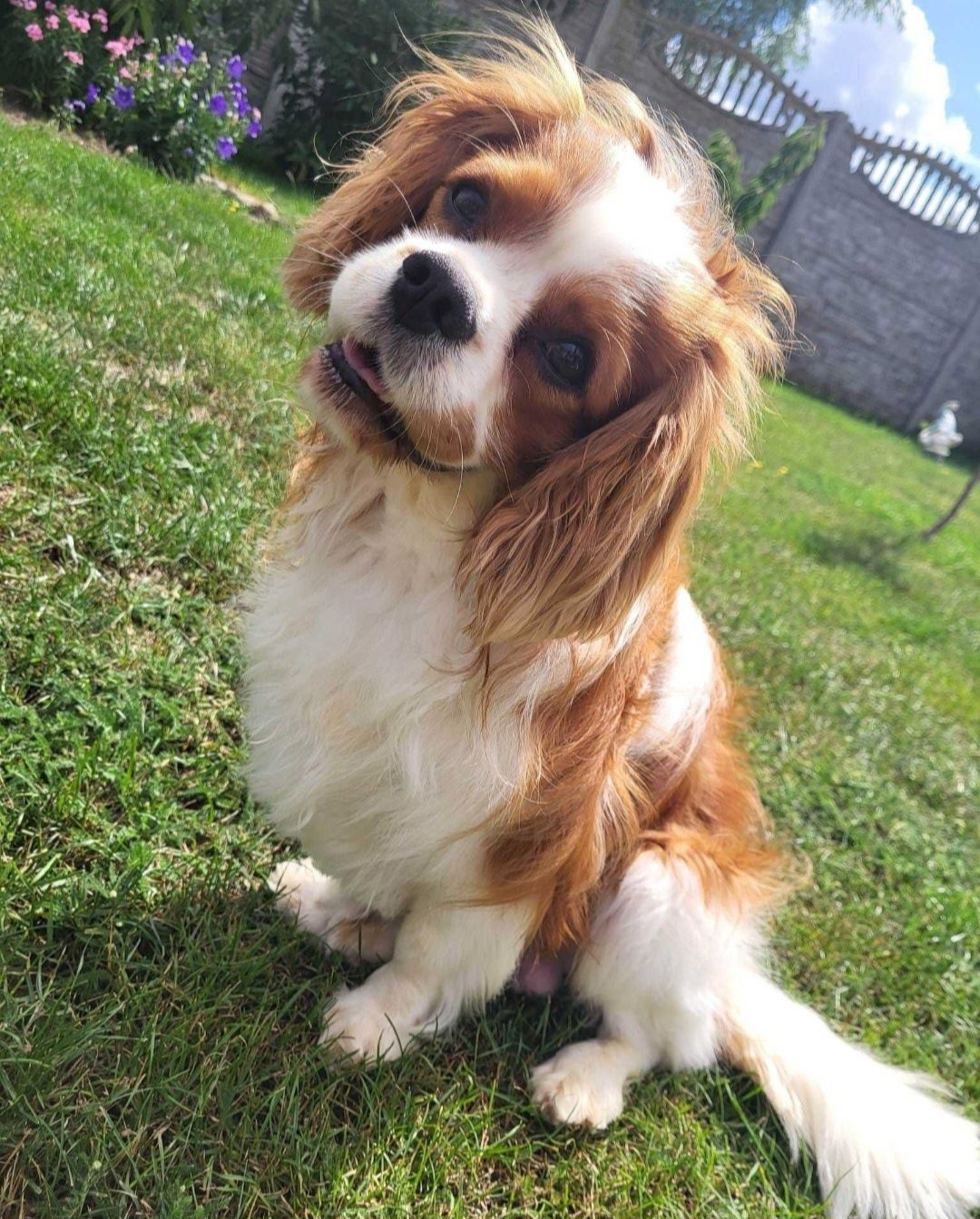 Cavalier King Cherles Spaniel-zapowiedź miotu