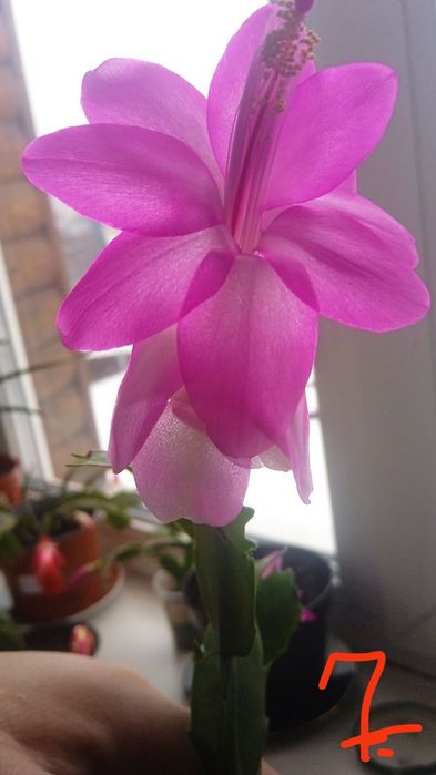 Продам рождественик, шлюмбергера, сигменти. Є деякі вкорінені.