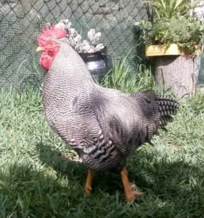 Ovos de raça e...