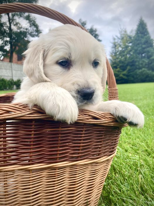 Golden Retriever szczeniak suczka
