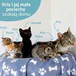 Poznajcie dzielną kotkę Kris i jej wesołą szóstkę maluszków!
