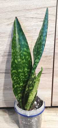 Sansevieria Aubrytiana Dragon