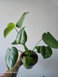Monstera delicjosa