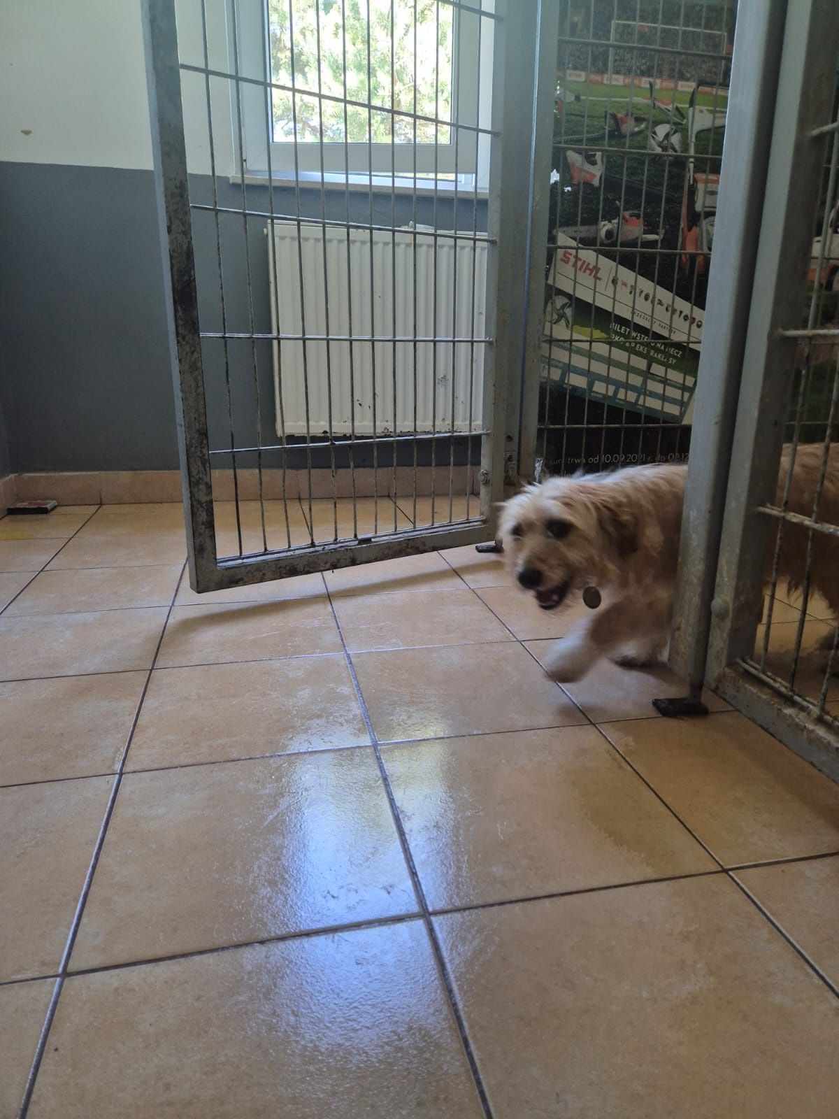 Młodziutki Frodo zniknie w schronisku! Uratuj go! Adopcja tymczas