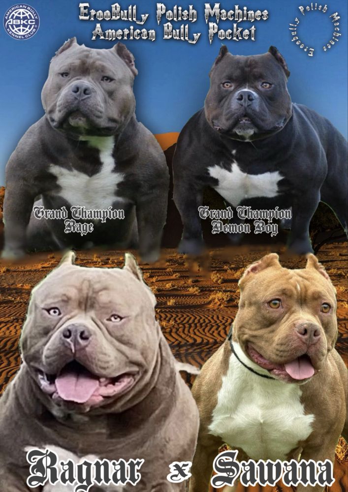 American Bully Pocket ABKC piesek