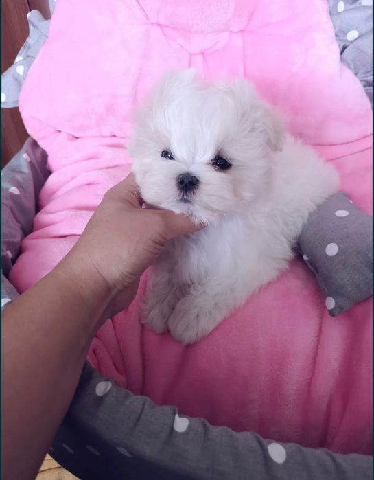 Maltańczyk chłopiec miniaturka waga do 1,8kg