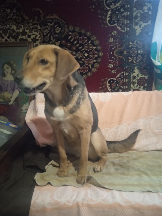 Руська гонча,дівчинка,вік 2,5р.