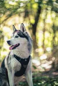 Mix siberian husky i alaskan malamute do adopcji.Północniak szuka domu