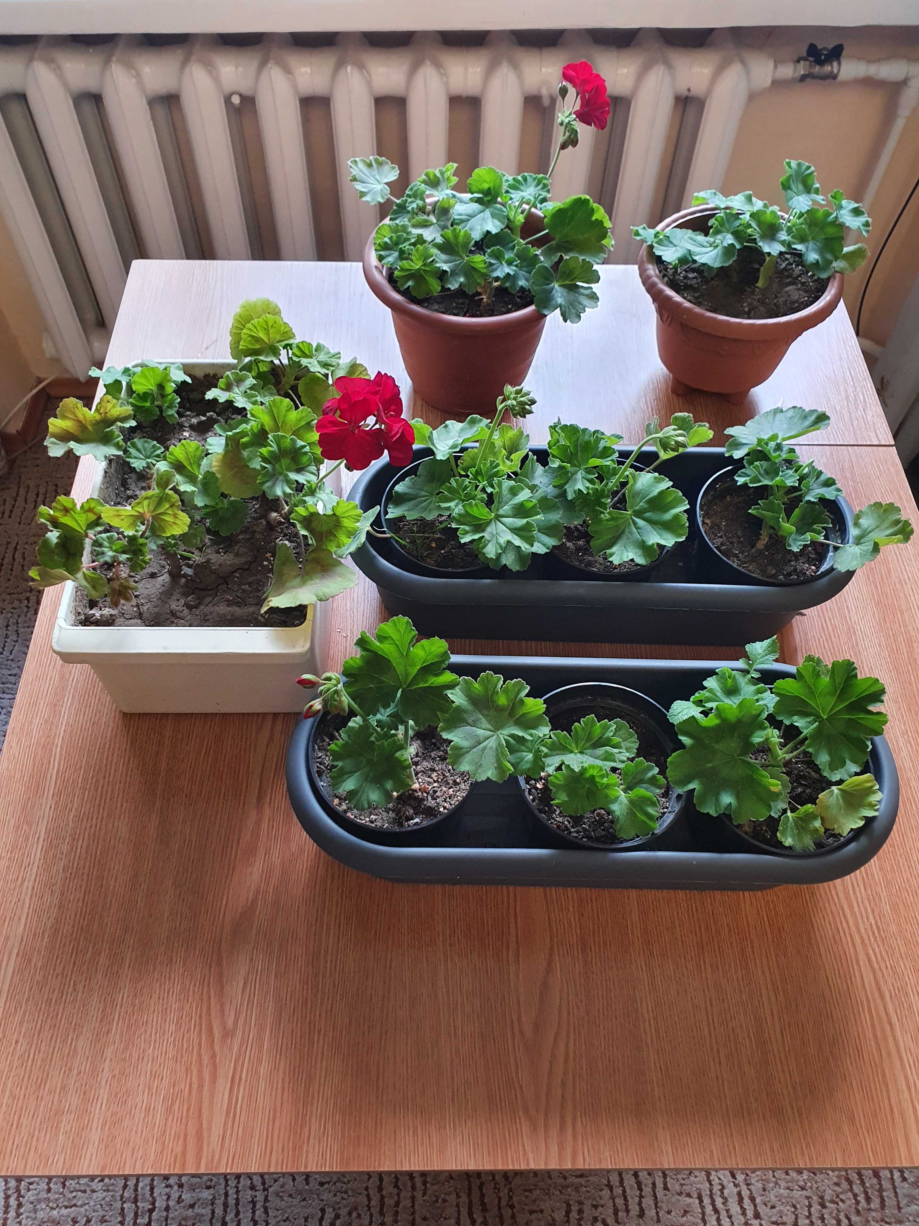 Продам герань червону (садженці )