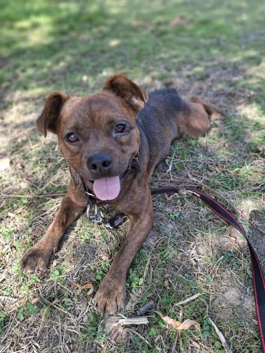 Słodki Ravel szuka domku