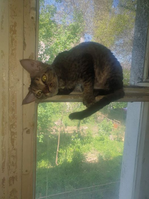 Помогите котикам – живите бесплатно в Центре Одессы (подработка)