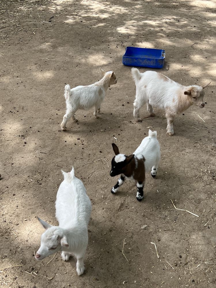 Cabras anãs muito meigas