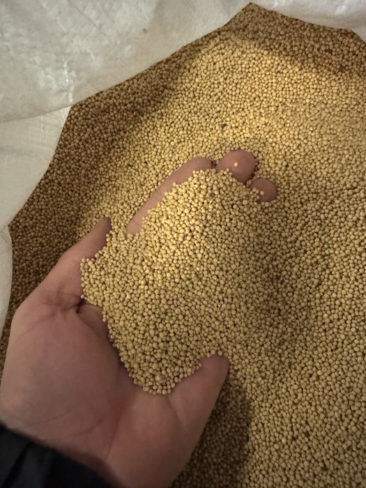 Gorczyca biała czystość 99%