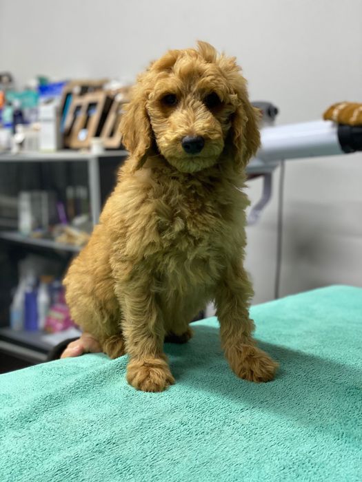 Imperdível!!! Linda bebê de caniche standard procura novo dono!!