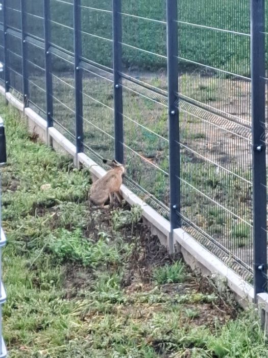 Brama dwuskrzydłowa h-150 cm szer 400cm cały komplet 1800 zł