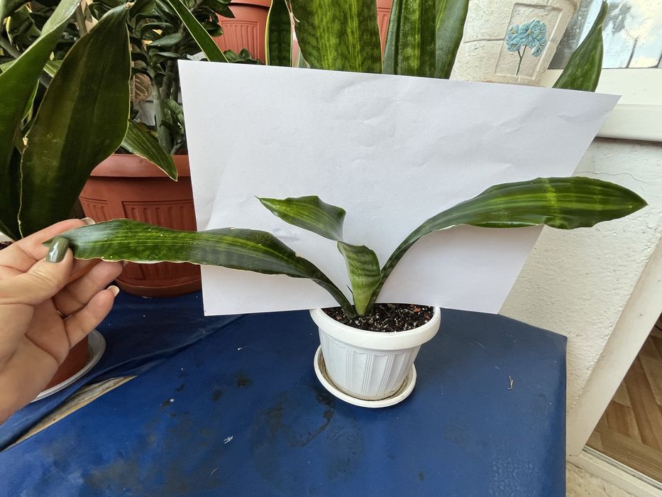 Молоді рослини Сансівієрії