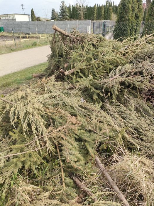 Oddam za darmo gałęzie drewno na opał