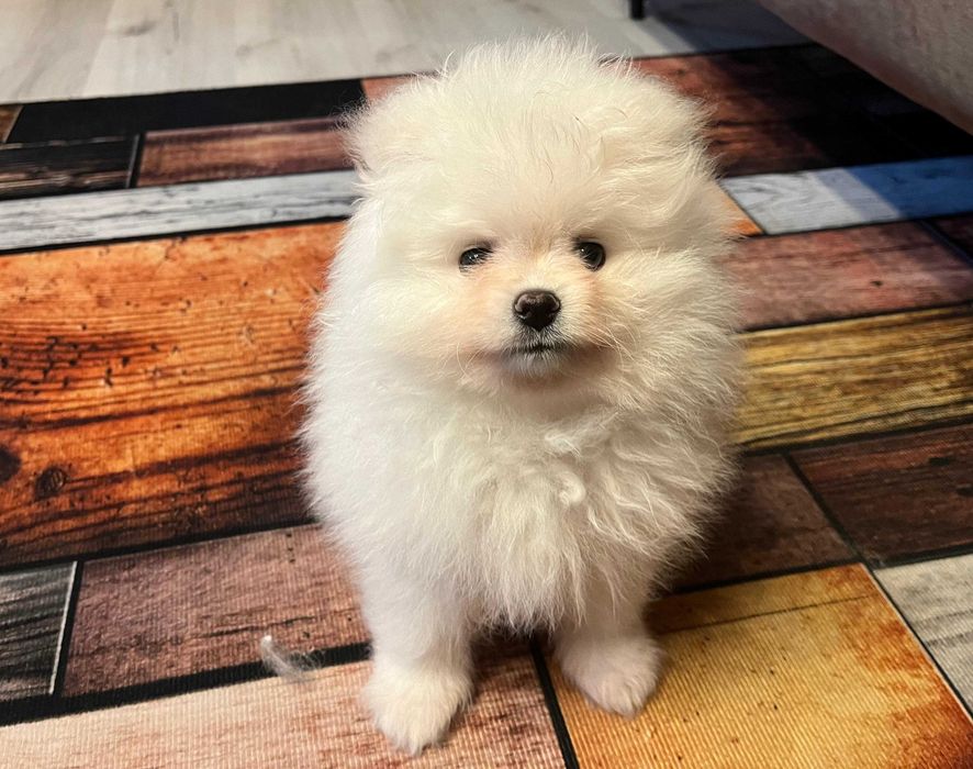 Pomeranian – kremowy przystojniak