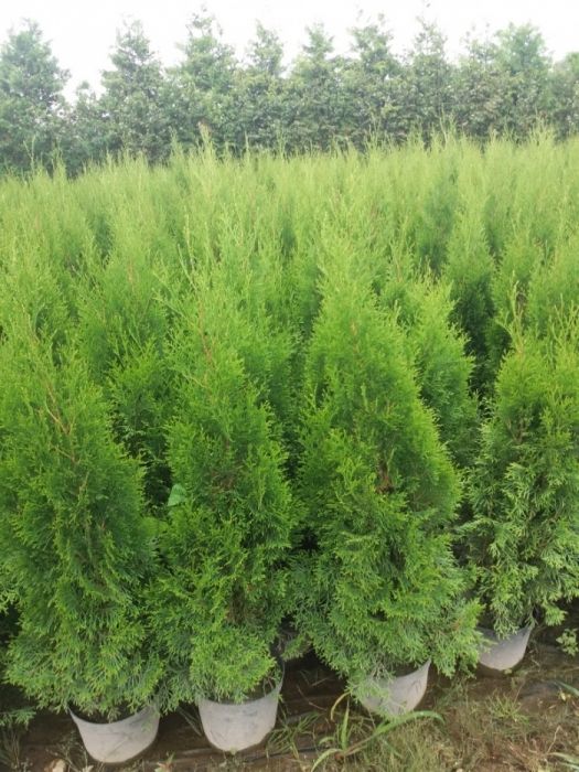 Tuja Szmaragd 80 cm w donicy