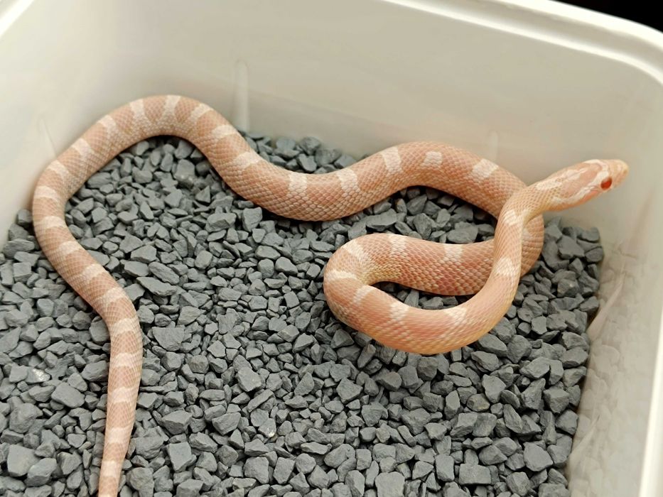 Wąż zbożowy / Snow Redfactor / Sprawdź pozostałe oferty - SneakySnakes