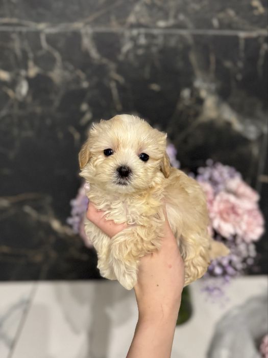 Золотистий хлопчик міні мальтіпу ф1 в Луцьку