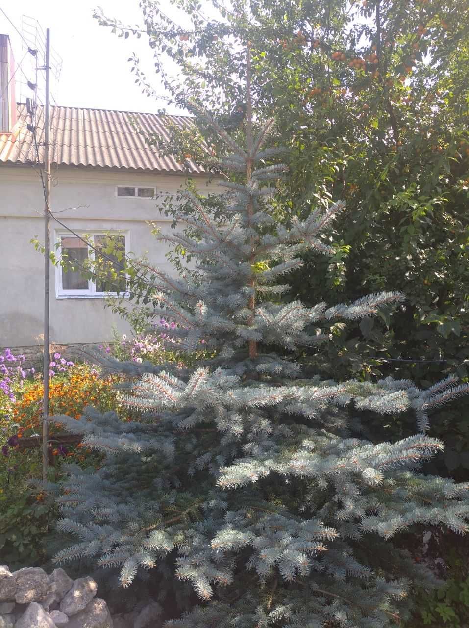 Ялина (Голуба) для декору та саду